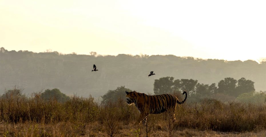 Ranthambore Zone 3