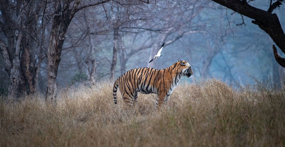 Ranthambore Zone 4