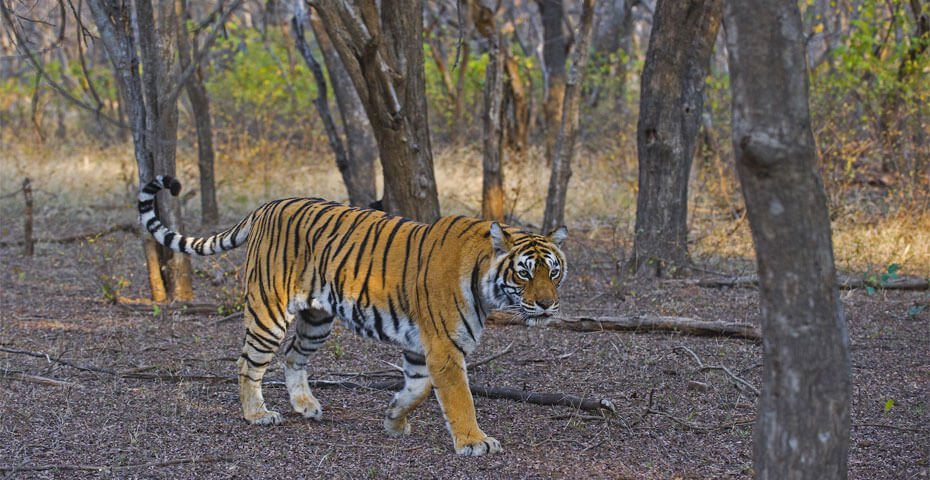 Ranthambore Zone 5