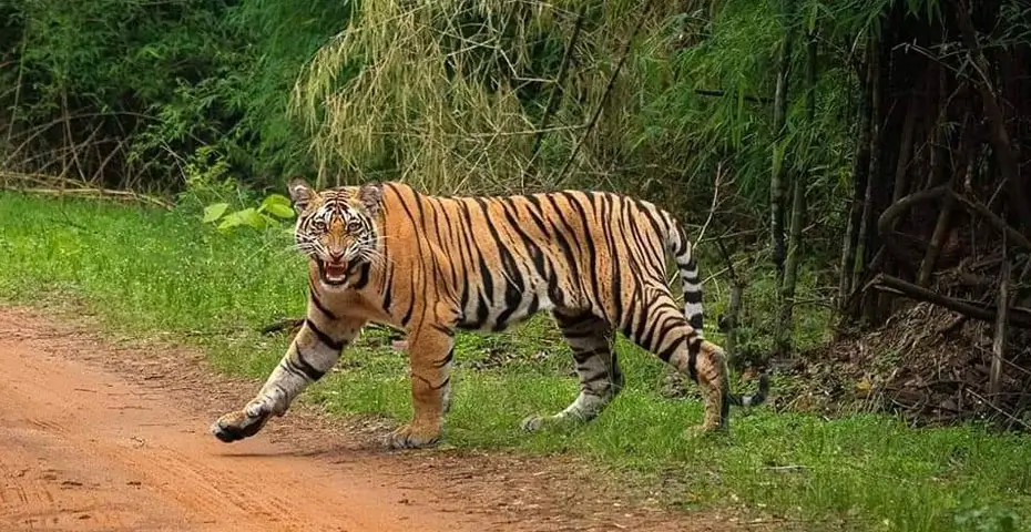 Sariska-Tiger-Reserve