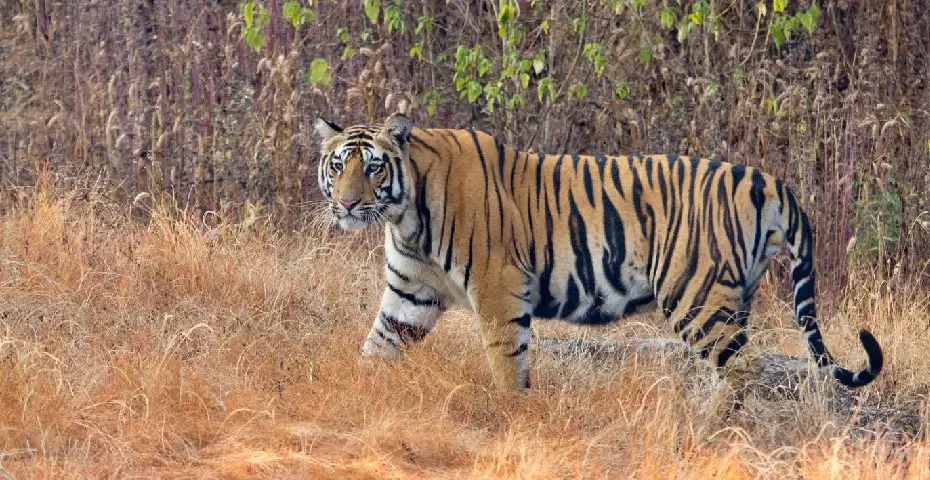 Satpura-Tiger-Reserve