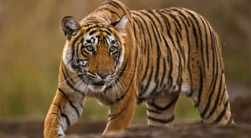 Tiger Safari