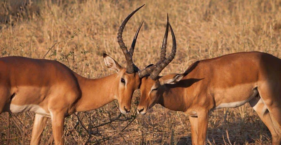 Wildlife-in-and-Around-Khimsar