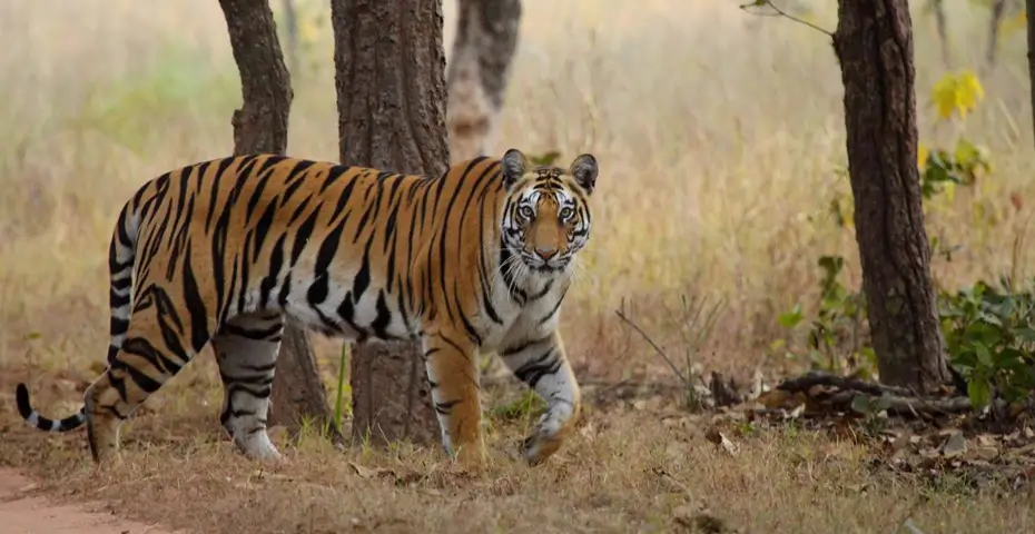 bandhavgarh-national-park