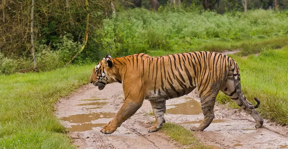 bandipur-national-park