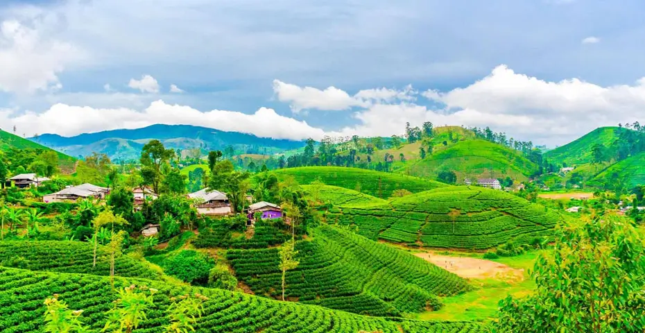 darjeeling