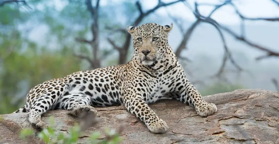 jawai-leopard