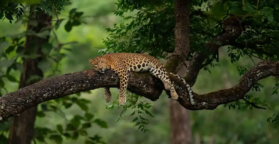 kabini