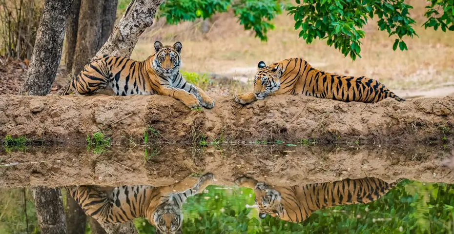 kanha-national-park