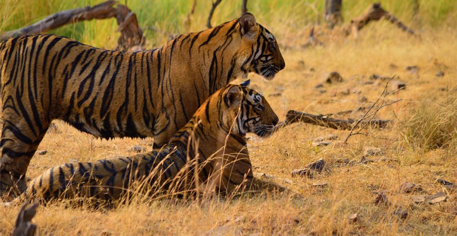 Ranthambore Safari Zones Guide